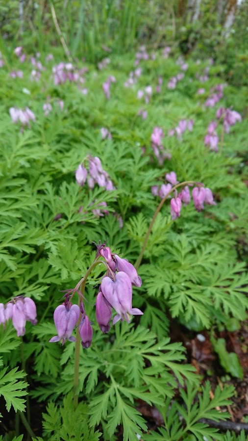 Pacific Bleeding Heart