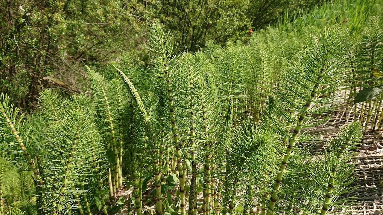 Horsetail