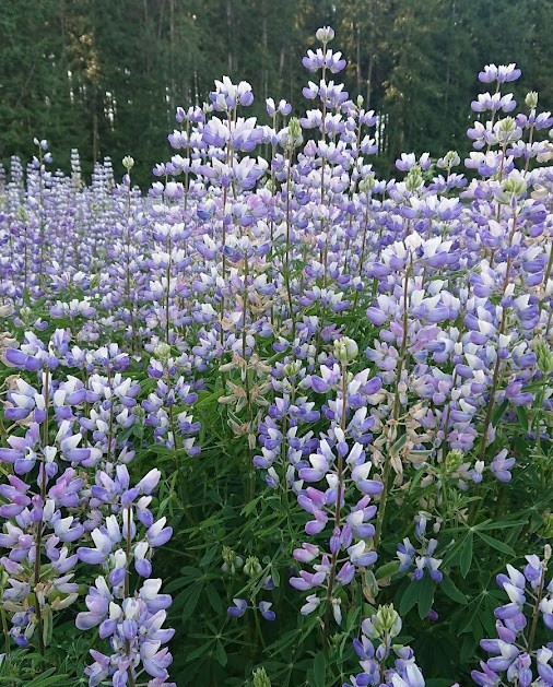 Lupine