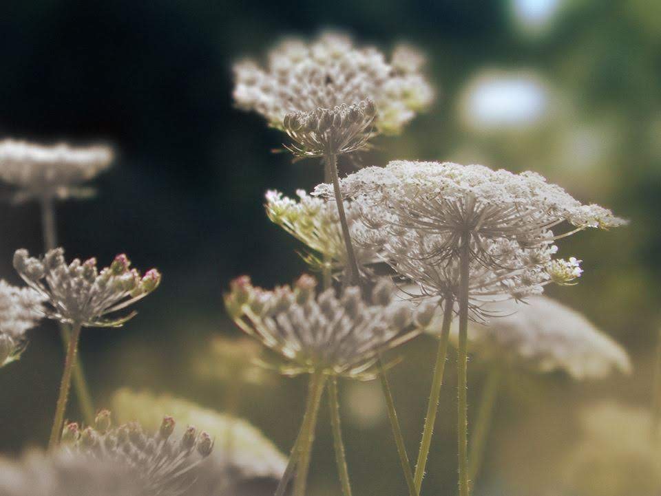 Queen Anne's Lace