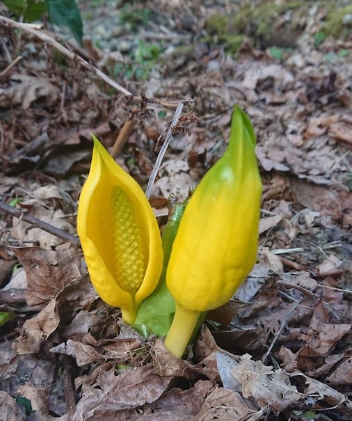 Skunk Cabbage