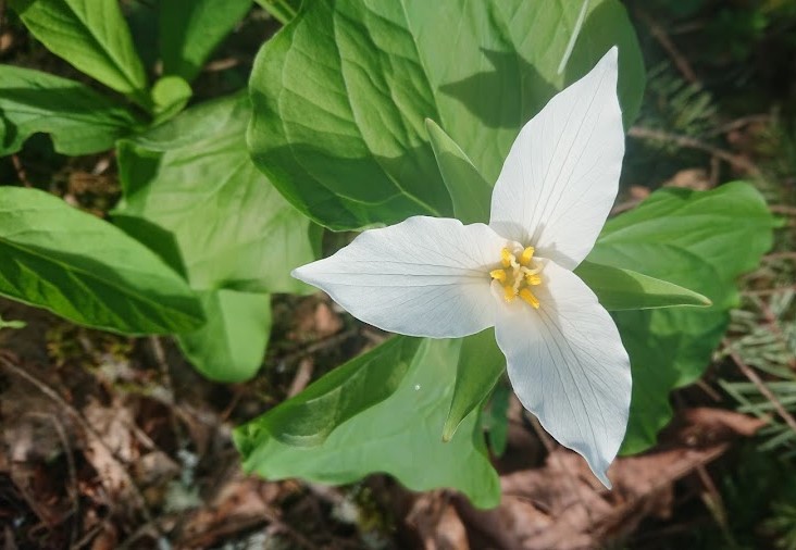 Trillium